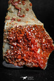 05088 - Beautiful Red Vanadinite Crystals Cluster from Mibladen Mining District, Midelt Province, Morocco