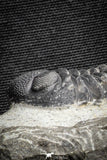 22062 - Top Detailed 2.05 Inch Austerops sp Lower Devonian Trilobite