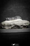 22062 - Top Detailed 2.05 Inch Austerops sp Lower Devonian Trilobite