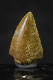 20623 - Great Collection of 3 Abelisaur Dinosaur Teeth Cretaceous KemKem Beds