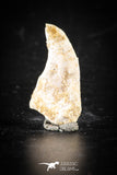 88400 - Top Rare Undescribed Pharyngeal Tooth Of Unidentified Cretaceous Fish KemKem