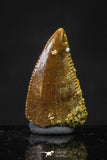 20623 - Great Collection of 3 Abelisaur Dinosaur Teeth Cretaceous KemKem Beds