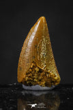 20623 - Great Collection of 3 Abelisaur Dinosaur Teeth Cretaceous KemKem Beds