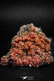 05089 - Beautiful Red Vanadinite Crystals Cluster from Mibladen Mining District, Midelt Province, Morocco