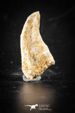 88400 - Top Rare Undescribed Pharyngeal Tooth Of Unidentified Cretaceous Fish KemKem