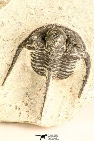 30787 - Nicely Preserved 1.22 Inch Cyphaspis (Otarion) cf. boutscharafinense Devonian Trilobite