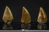 20623 - Great Collection of 3 Abelisaur Dinosaur Teeth Cretaceous KemKem Beds