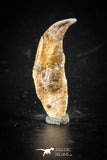 88401 - Top Rare Undescribed Pharyngeal Tooth Of Unidentified Cretaceous Fish KemKem