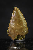 20623 - Great Collection of 3 Abelisaur Dinosaur Teeth Cretaceous KemKem Beds