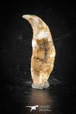 88401 - Top Rare Undescribed Pharyngeal Tooth Of Unidentified Cretaceous Fish KemKem