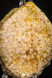 06821 - Top Rare 3.74 Inch Eodiaphyodus granulosus Throat Bony Plate Late Cretaceous