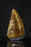 20623 - Great Collection of 3 Abelisaur Dinosaur Teeth Cretaceous KemKem Beds
