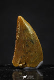 20623 - Great Collection of 3 Abelisaur Dinosaur Teeth Cretaceous KemKem Beds