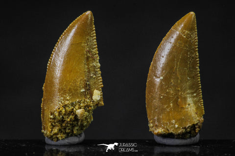20624 - Great Collection of 2 Abelisaur Dinosaur Teeth Cretaceous KemKem Beds