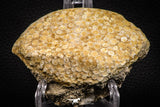 06822 - Top Rare 3.52 Inch Eodiaphyodus granulosus Throat Bony Plate Late Cretaceous