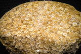 06822 - Top Rare 3.52 Inch Eodiaphyodus granulosus Throat Bony Plate Late Cretaceous