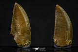 20624 - Great Collection of 2 Abelisaur Dinosaur Teeth Cretaceous KemKem Beds