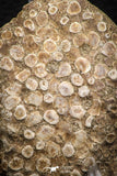 06823 - Top Rare 3.07 Inch Eodiaphyodus granulosus Throat Bony Plate Late Cretaceous
