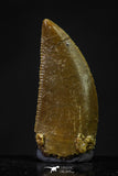 20624 - Great Collection of 2 Abelisaur Dinosaur Teeth Cretaceous KemKem Beds