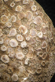06823 - Top Rare 3.07 Inch Eodiaphyodus granulosus Throat Bony Plate Late Cretaceous