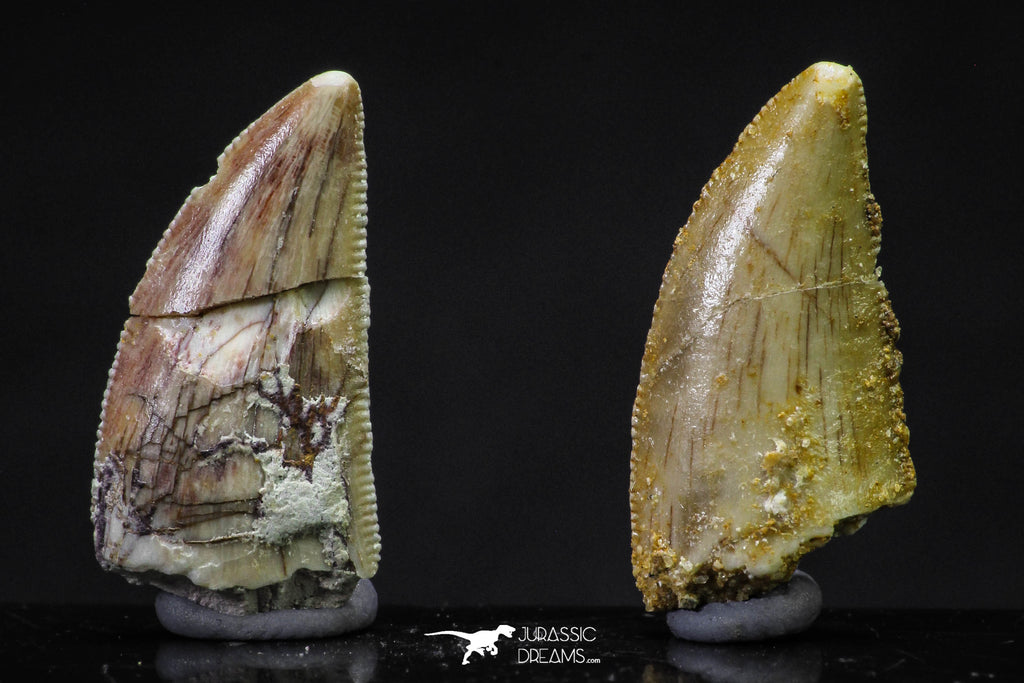 20625 - Great Collection of 2 Abelisaur Dinosaur Teeth Cretaceous KemKem Beds