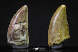 20625 - Great Collection of 2 Abelisaur Dinosaur Teeth Cretaceous KemKem Beds