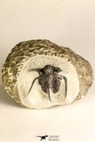 30788 - Well Preserved 1.28 Inch Cyphaspis (Otarion) cf. boutscharafinense Devonian Trilobite
