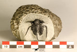 30788 - Well Preserved 1.28 Inch Cyphaspis (Otarion) cf. boutscharafinense Devonian Trilobite