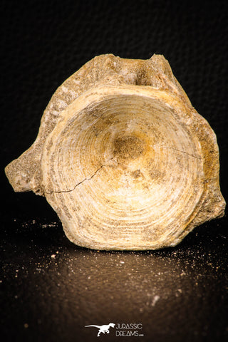 06864 - Top Beautiful 2.73 Inch Enchodus libycus Vertebra Bone Late Cretaceous