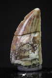 20625 - Great Collection of 2 Abelisaur Dinosaur Teeth Cretaceous KemKem Beds