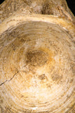 06864 - Top Beautiful 2.73 Inch Enchodus libycus Vertebra Bone Late Cretaceous