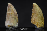 20625 - Great Collection of 2 Abelisaur Dinosaur Teeth Cretaceous KemKem Beds