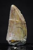 20625 - Great Collection of 2 Abelisaur Dinosaur Teeth Cretaceous KemKem Beds