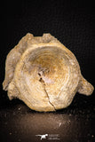 06864 - Top Beautiful 2.73 Inch Enchodus libycus Vertebra Bone Late Cretaceous