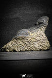 22063 - Nicely Prepared 2.82 Inch Paralejurus spatuliformis Devonian Trilobite