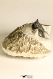 30788 - Well Preserved 1.28 Inch Cyphaspis (Otarion) cf. boutscharafinense Devonian Trilobite