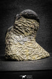 22063 - Nicely Prepared 2.82 Inch Paralejurus spatuliformis Devonian Trilobite