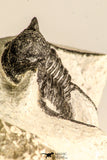 30788 - Well Preserved 1.28 Inch Cyphaspis (Otarion) cf. boutscharafinense Devonian Trilobite