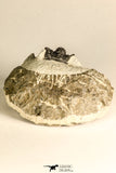 30788 - Well Preserved 1.28 Inch Cyphaspis (Otarion) cf. boutscharafinense Devonian Trilobite