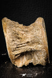 06865 - Top Beautiful 2.44 Inch Enchodus libycus Vertebra Bone Late Cretaceous