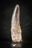 88410 - Top Beautiful Red Juvenile 1.98 Inch Spinosaurus Dinosaur Tooth Cretaceous
