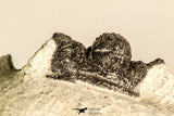 30788 - Well Preserved 1.28 Inch Cyphaspis (Otarion) cf. boutscharafinense Devonian Trilobite