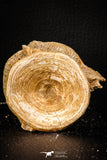 06865 - Top Beautiful 2.44 Inch Enchodus libycus Vertebra Bone Late Cretaceous