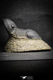 22063 - Nicely Prepared 2.82 Inch Paralejurus spatuliformis Devonian Trilobite