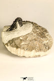 30788 - Well Preserved 1.28 Inch Cyphaspis (Otarion) cf. boutscharafinense Devonian Trilobite