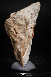 05092 - Beautiful Red Vanadinite Crystals Cluster from Mibladen Mining District, Midelt Province, Morocco