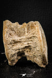 06865 - Top Beautiful 2.44 Inch Enchodus libycus Vertebra Bone Late Cretaceous