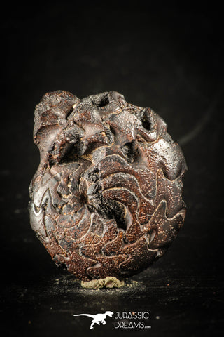 88412 - Superb Pyritized 1.28 Inch Goniatites Devonian Cephalopod
