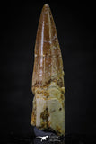 20626 - Well Preserved 2.12 Inch Spinosaurus Dinosaur Tooth Cretaceous