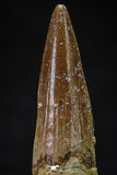 20626 - Well Preserved 2.12 Inch Spinosaurus Dinosaur Tooth Cretaceous